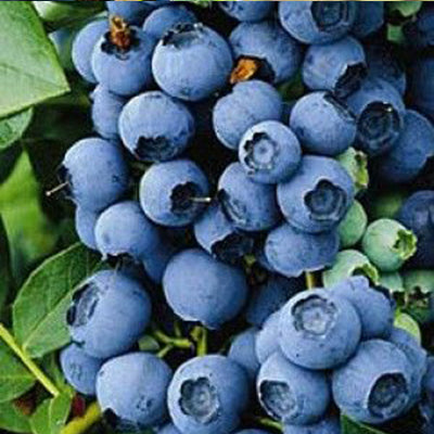 Petits fruits