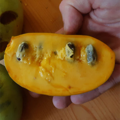Asiminier 'Jerry's big girl'