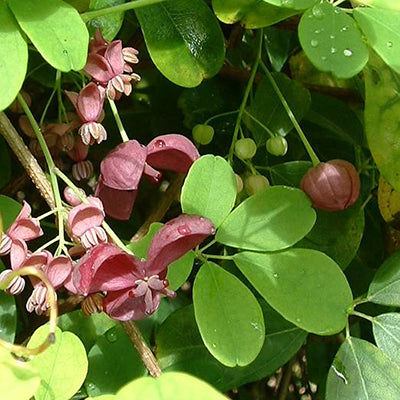 Akebia quinata
