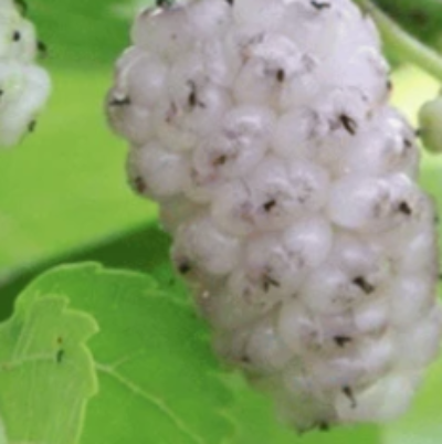 Mûrier 'Lavendel'