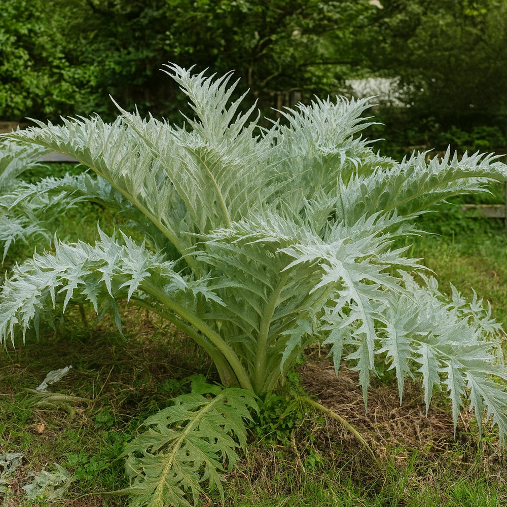 Cardon 'Épineux argenté'