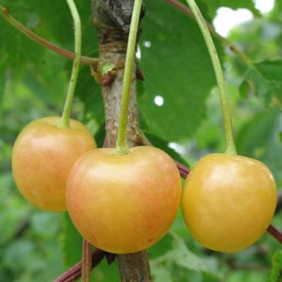 Cerisier 'Cerisier Blanche de Wavrans'