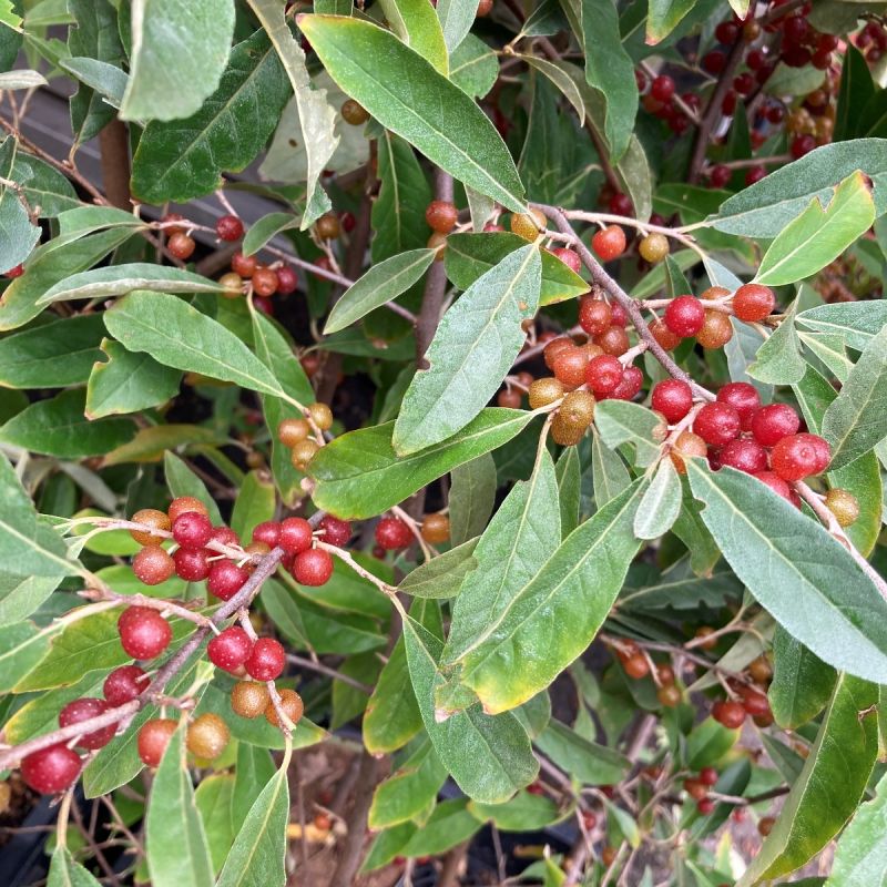 Elaeagnus umbellata Jewel