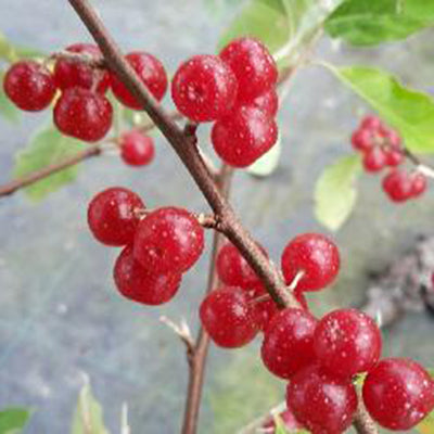 Elaeagnus umbellata Hidden springs