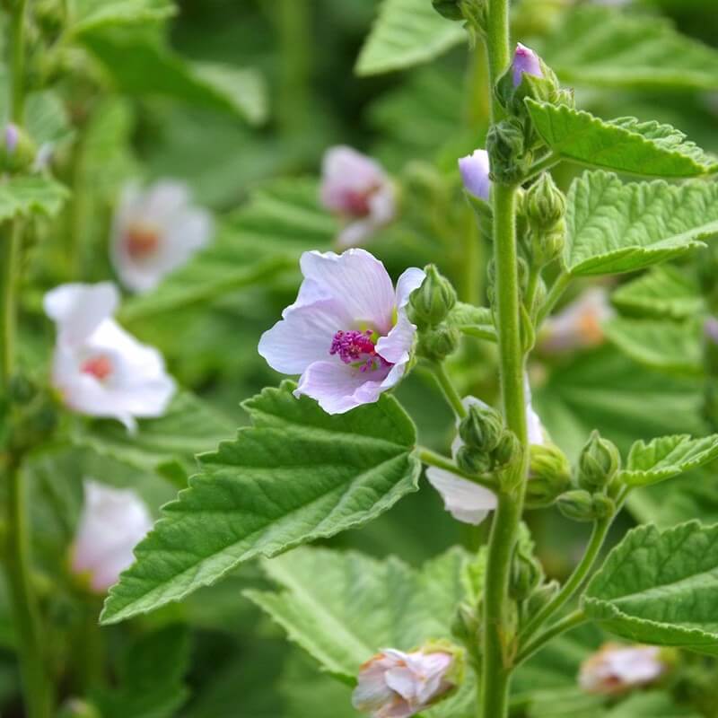 Guimauve officinale