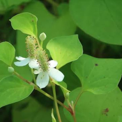 Coriandre des bois - Houttuynia cordata