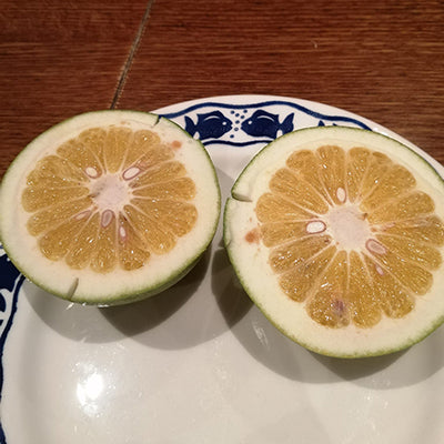 Citrus hybride Segentrange Sandford Venasca