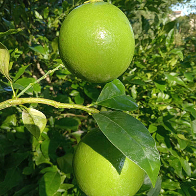 Citrus hybride Segentrange Sandford Venasca