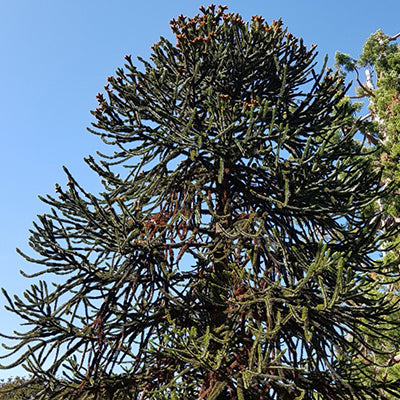 Araucaria du Chili