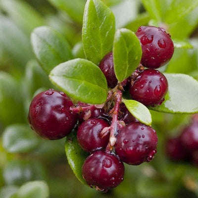 Canneberge Early black