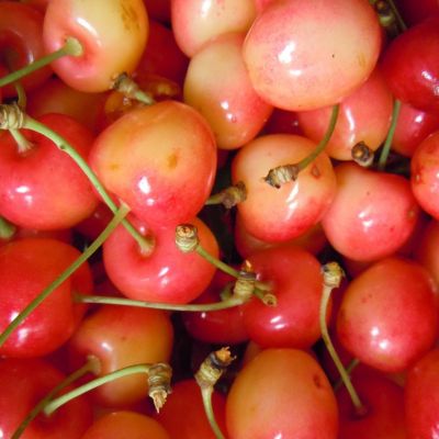 Cerisier 'Bigarreau Napoléon'