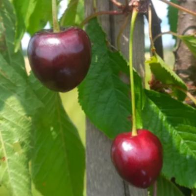 Cerisier 'Coeur de Verberie'