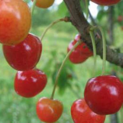 Cerisier 'Gascogne tardive de Seninghem'
