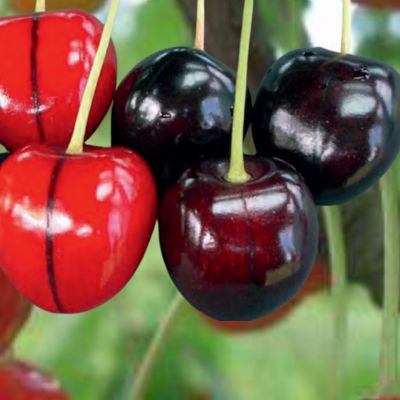 Cerisier 'Shauenburger streifenkirsche'