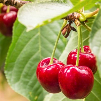 Cerisier 'Géant d'Hedelfingen'