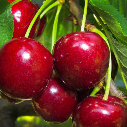 Cerisier 'Belle magnifique'