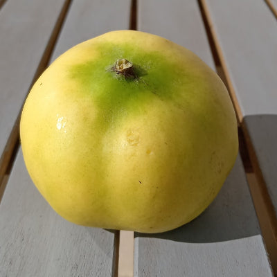 Pommier x 'Cydolus rudenko'
