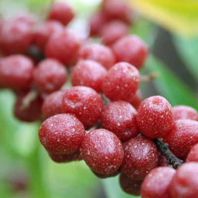 Elaeagnus umbellata Brilliant rose