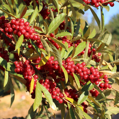 Elaeagnus umbellata Gigi