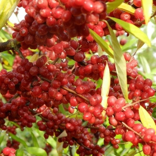 Elaeagnus umbellata Big red