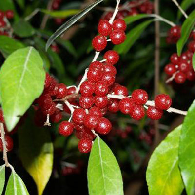 Elaeagnus umbellata Red cascade