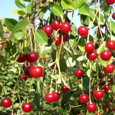 Cerisier griotte 'Griotte de la Toussaint'