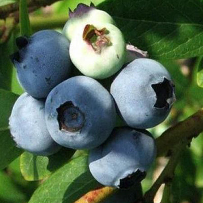 Myrtillier Bluecrop