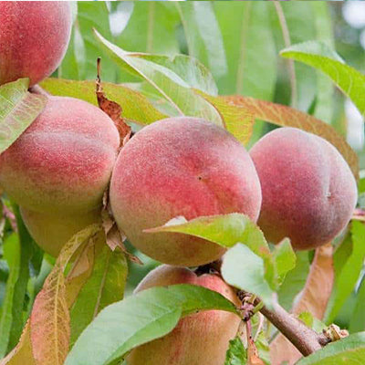 Pêcher Reine de vergers