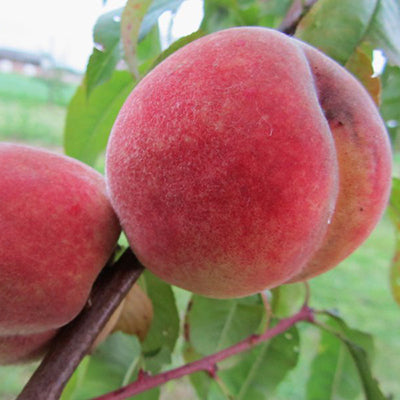 Pêcher Fertile de septembre