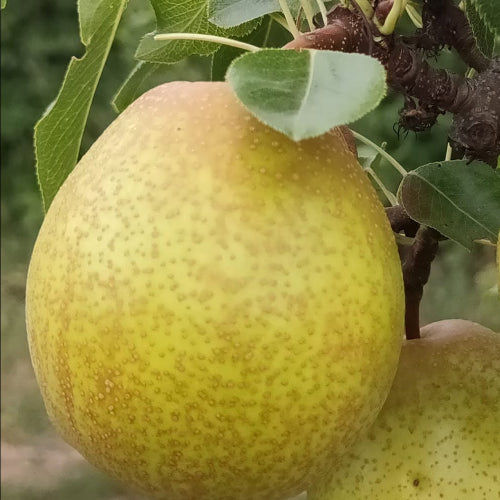 Poirier x 'Bénita'