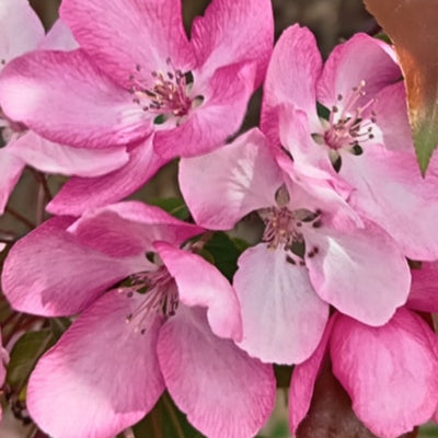Pommier 'Pendragon'