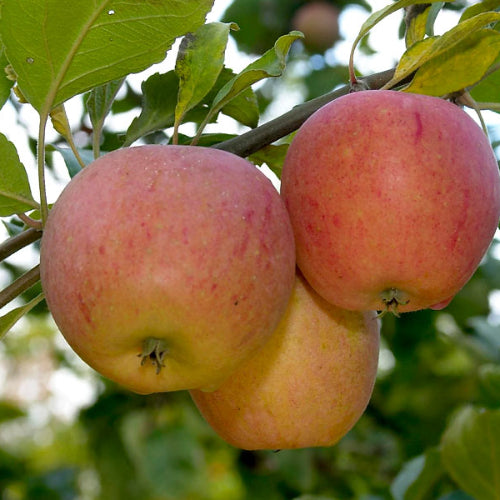 Pommier 'Pigeonnette'