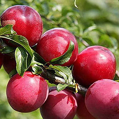 Prunus X Rose of july