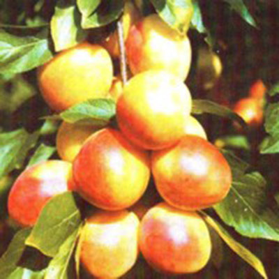 Prunus X Rumyayana zorka