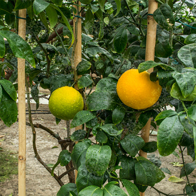 Citrus hybride Segentrange Sandford Venasca