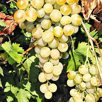 Vigne résistante Solaris