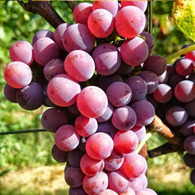 Vigne résistante Souvignier gris