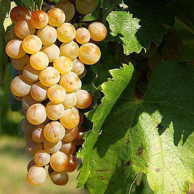 Vigne résistante Goldberry