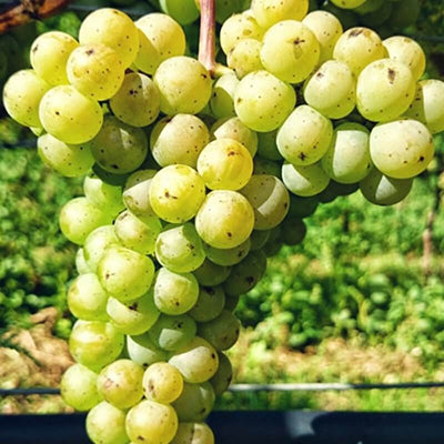 Vigne résistante Bronner