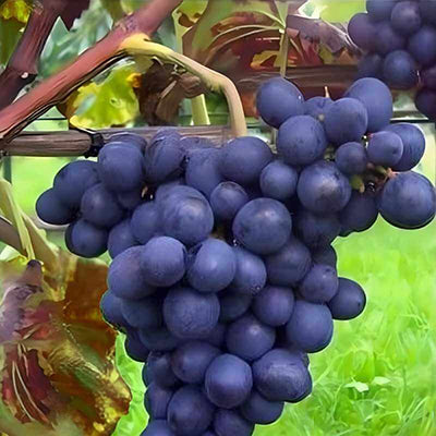 Vigne résistante Esther