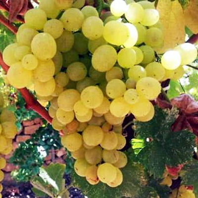 Vigne résistante Garant