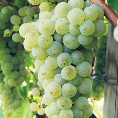 Vigne résistante Johanniter