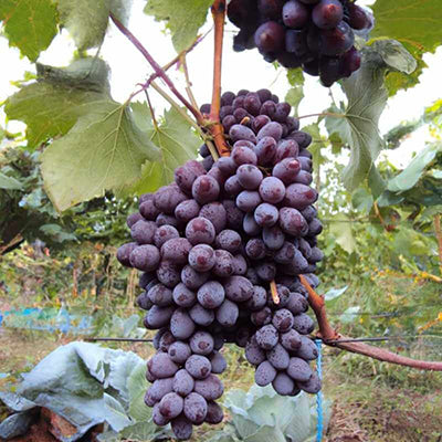 Vigne résistante (sans pépins) Jupiter