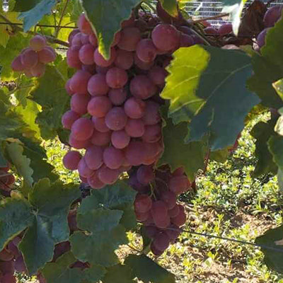 Vigne résistante Zemira