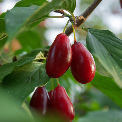Cornouillers à gros fruits