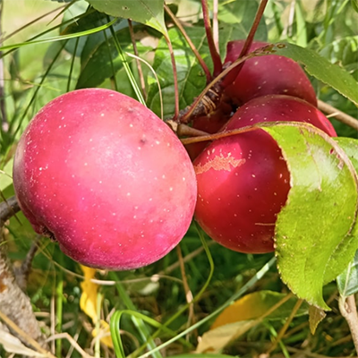 Pommier