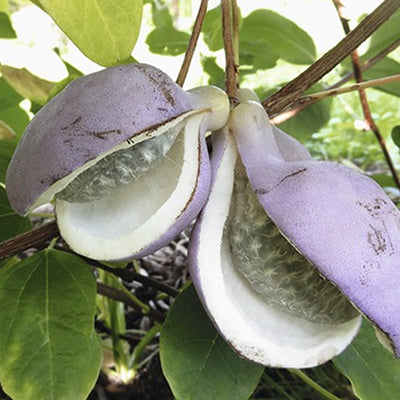 Akebia quinata