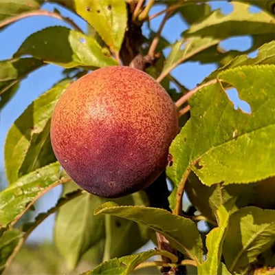 Prunus X Bella zee