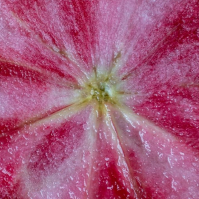 Pommier 'Pendragon'