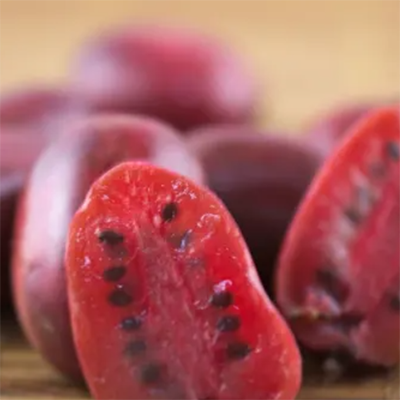 Kiwai Ken's red (femelle)